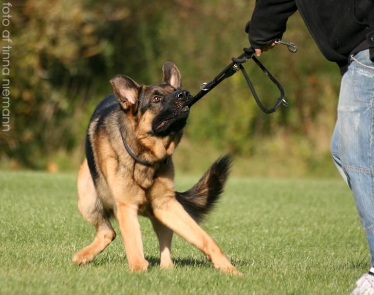 Schæferhund Kløverhorn's Fedor R.I.P. billede 7