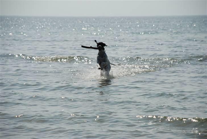 Pointer Victor billede 9