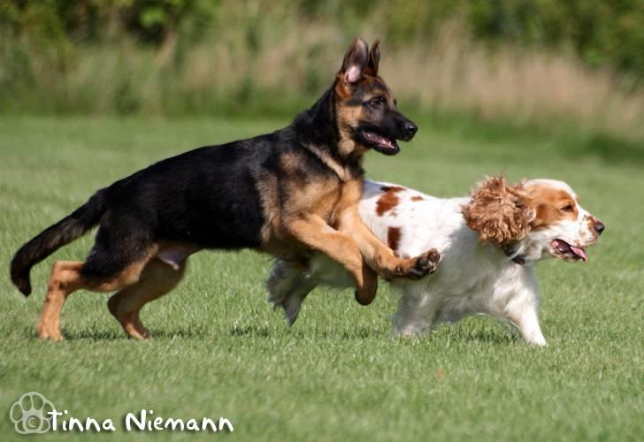 Schæferhund Kløverhorn's Fedor R.I.P. - Fedor og Øivine billede 8