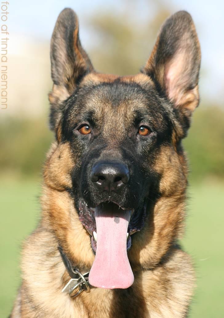 Schæferhund Kløverhorn's Fedor R.I.P. billede 9