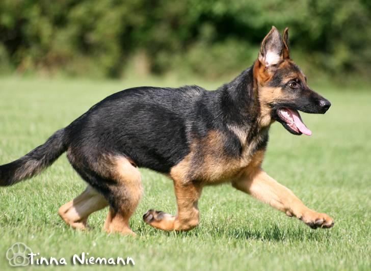 Schæferhund Kløverhorn's Fedor R.I.P. billede 10