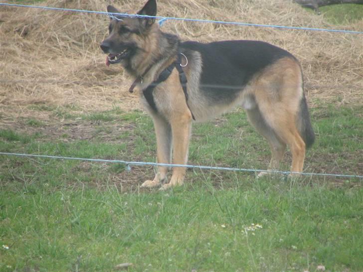 Blanding af racer Conrad billede 6