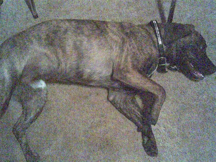 Blanding af racer Coda billede 3