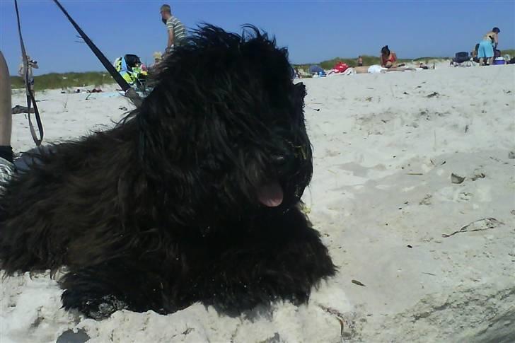 Bichon havanais ....Chico - Strand hunden 10-11 måneder gammel billede 8