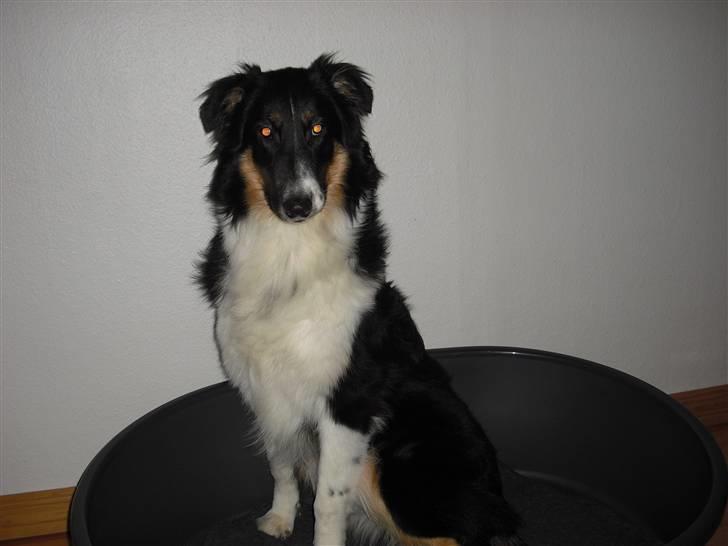 Blanding af racer Skibber<3 - Lille Hvalp <3 billede 1