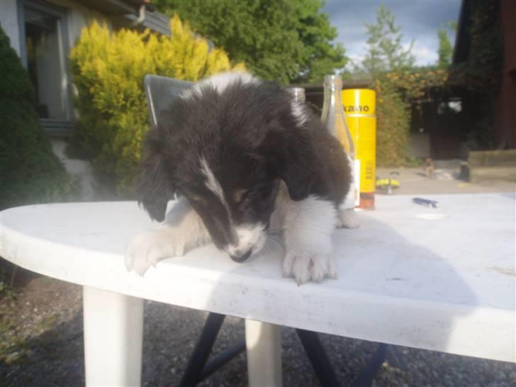 Blanding af racer Skibber<3 billede 2