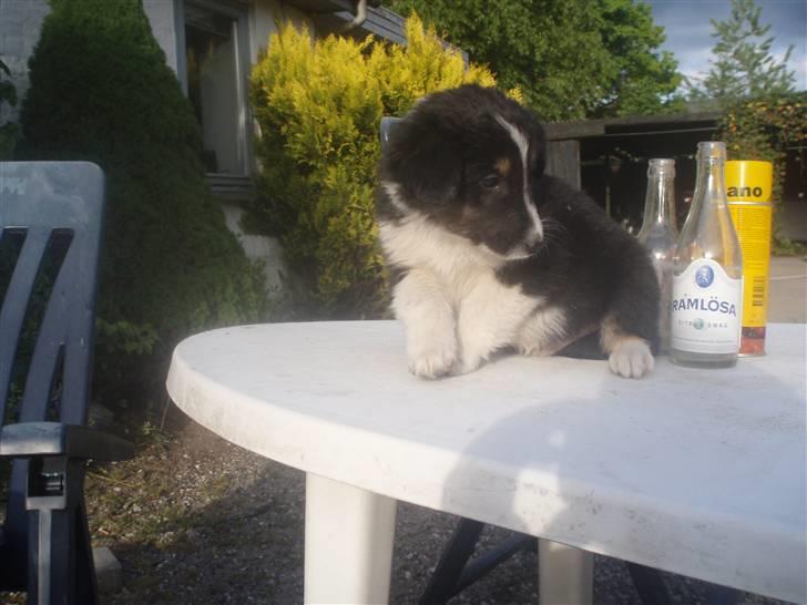 Blanding af racer Skibber<3 billede 3