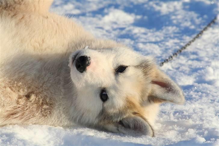 Grønlandshund Bamse *Død* billede 1