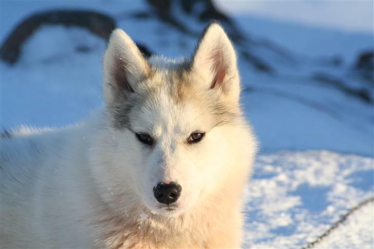 Grønlandshund Bamse *Død* billede 2