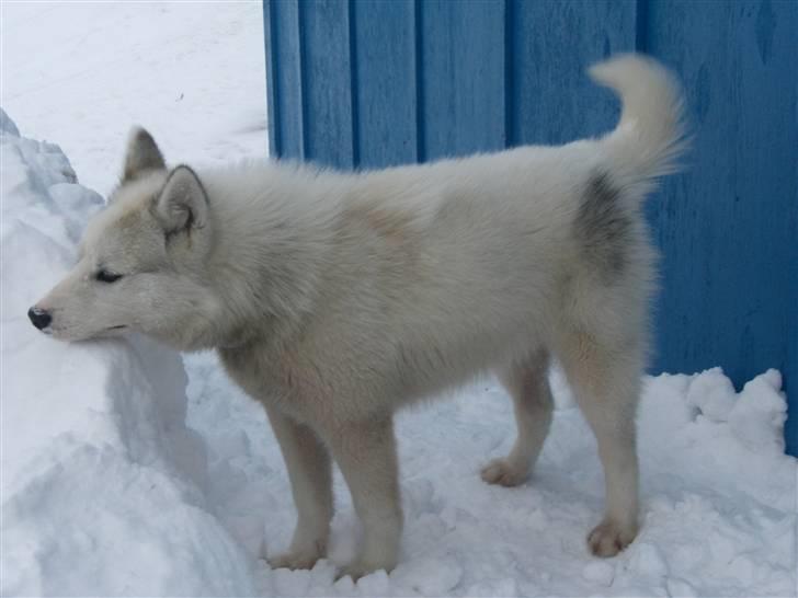 Grønlandshund Bamse *Død* billede 3