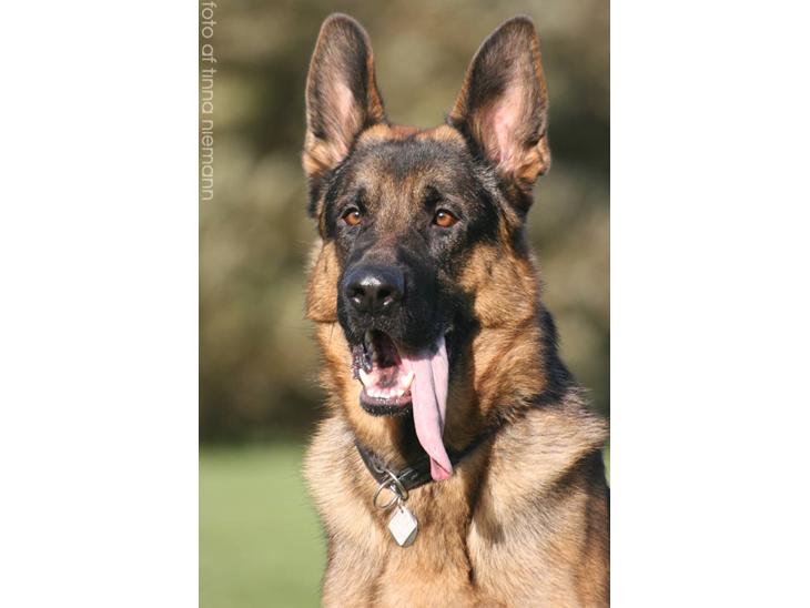 {{currentPhoto.altText}} billede {{currentPhoto.number}}