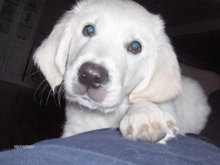 {{currentPhoto.altText}} billede {{currentPhoto.number}}