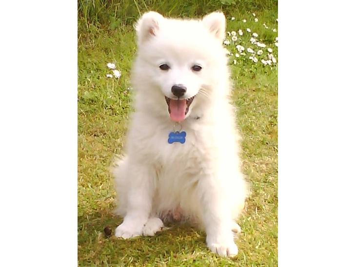 Japansk spids Mikka - Mikka 14 uger. billede 1