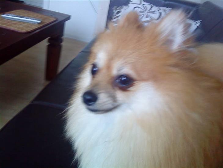 {{currentPhoto.altText}} billede {{currentPhoto.number}}