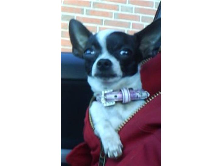 Chihuahua Tøzen *R.I.P. savner diig billede 1