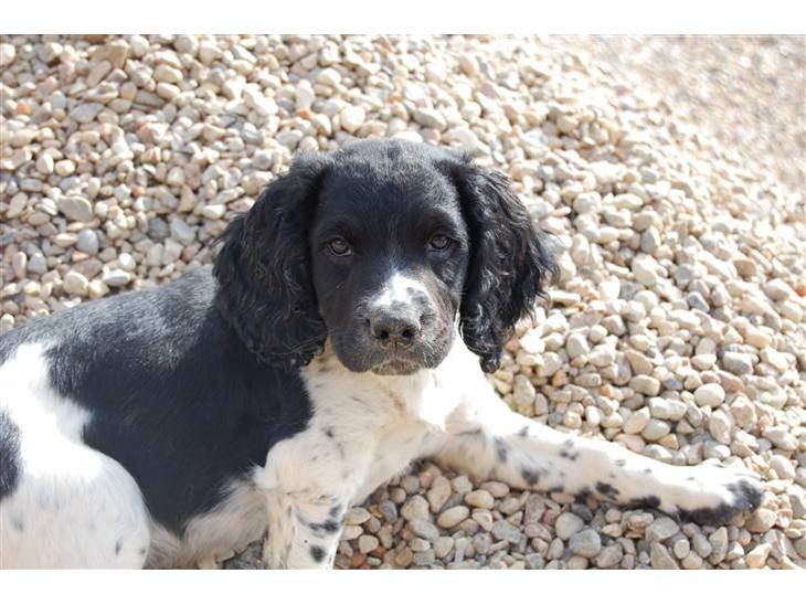 Engelsk springer spaniel Amy billede 1