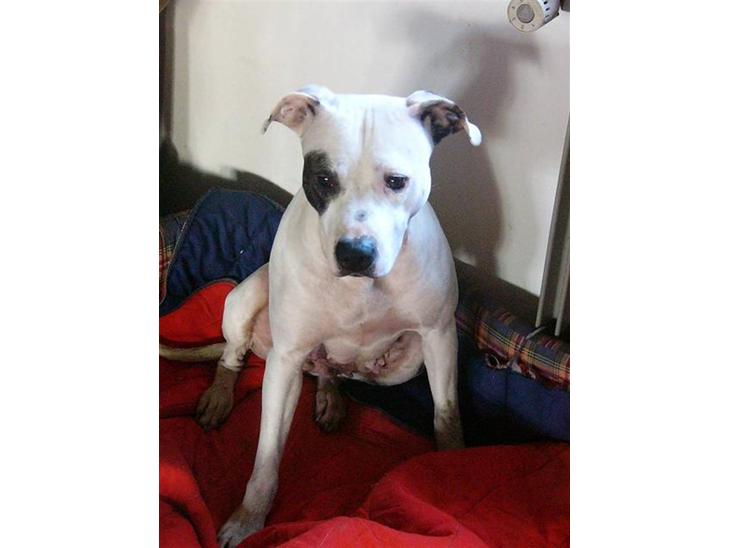 {{currentPhoto.altText}} billede {{currentPhoto.number}}