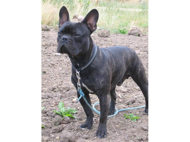 {{currentPhoto.altText}} billede {{currentPhoto.number}}