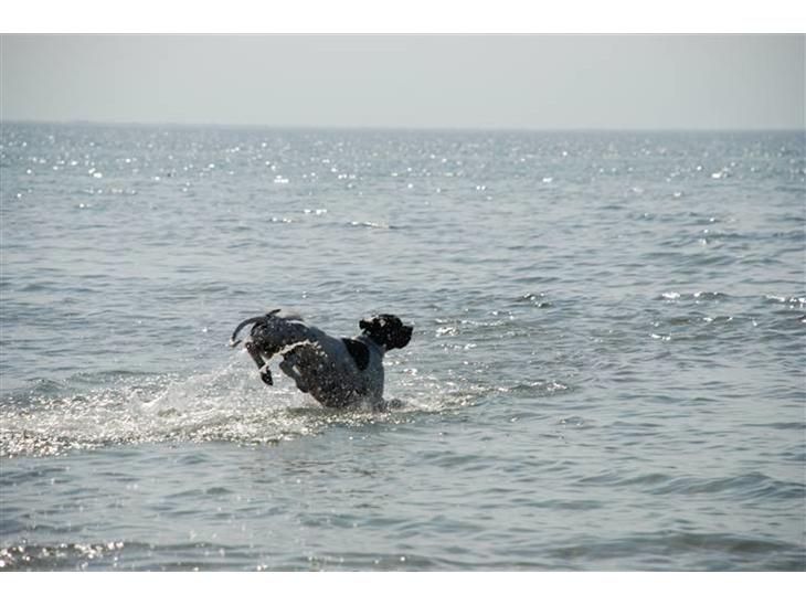 Pointer Victor billede 1