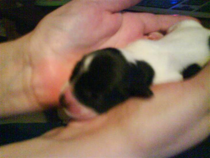 {{currentPhoto.altText}} billede {{currentPhoto.number}}