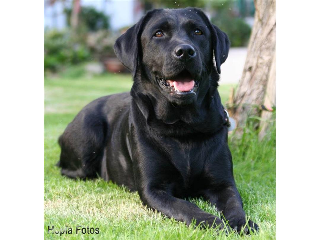 Labrador retriever 2005 - Stor sort lab dejlige st...