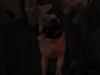 Mops Futte