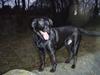 Blanding af racer Samson