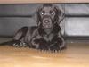 Labrador retriever Zenta