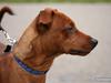 Dvaergpinscher Bailee Dvaergpinscher Bailee