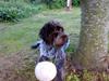 Ruhåret hønsehund Snedker´s Calli [ Himmelhund]