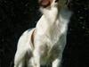 Kooikerhondje Høgedals Lady Smilla