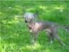 Chinese crested hårløs Mausi