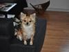 Chihuahua .•:*¨¨*:•.Mikkel.•:*¨¨*:•