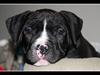 Amerikansk staffordshire terrier Vega