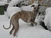 Whippet Piper