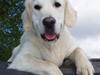Golden retriever Classic (Autumn-Gold) 