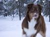 Australian shepherd Lucca