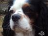 Cavalier king charles spaniel Albert 