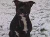 Staffordshire bull terrier Chili