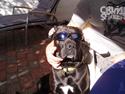 Blanding af racer Basse - Boxador - lab/box
