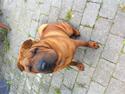Shar pei Rynke