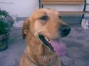 Labrador retriever FINDUS