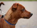 Dvaergpinscher Bailee
