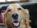 Golden retriever Golden Jives Frida. R.I.P