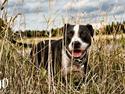 Blanding af racer Amstaff/bullterrier Freja