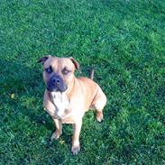 Amerikansk staffordshire terrier buster