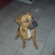 Amerikansk staffordshire terrier buster