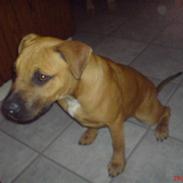 Amerikansk staffordshire terrier buster