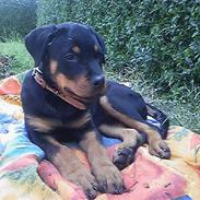 Rottweiler rotti aka Gina *RIP*