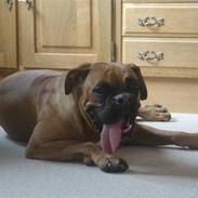 Boxer Rocki